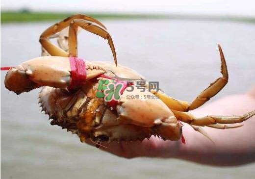 黃油蟹什么季節(jié)吃最好？黃油蟹產(chǎn)地