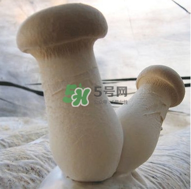 杏鮑菇是發(fā)物嗎？杏鮑菇怎么切好看