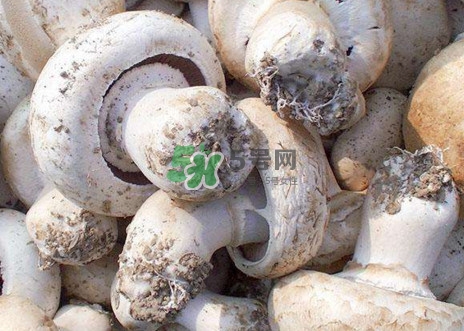 口蘑是什么蘑菇？口蘑長(zhǎng)什么樣子？