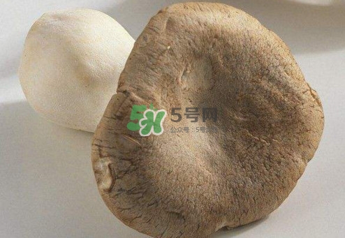 杏鮑菇用水焯嗎？杏鮑菇怎么做好吃
