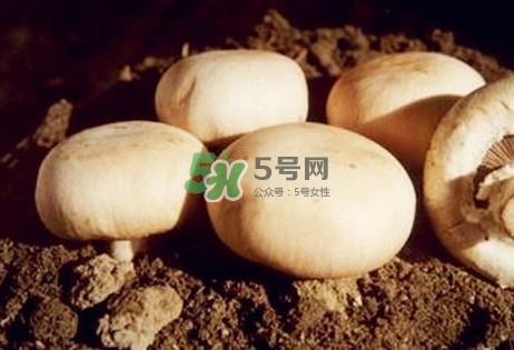 口蘑是發(fā)物嗎？口蘑是白蘑菇嗎