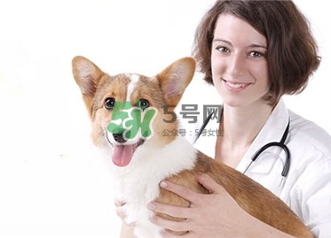 孕婦能養(yǎng)狗嗎？孕婦養(yǎng)狗注意事項(xiàng)