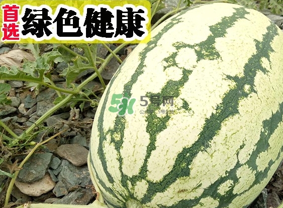 石頭瓜什么時(shí)候上市？石頭瓜多少錢一斤？