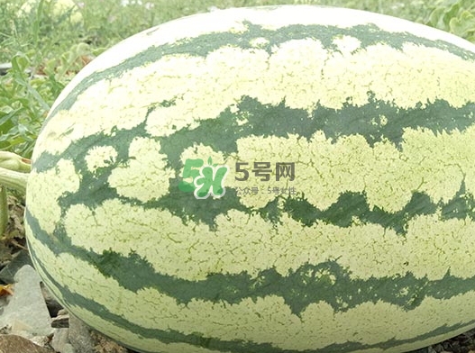 石頭瓜什么時(shí)候上市？石頭瓜多少錢一斤？