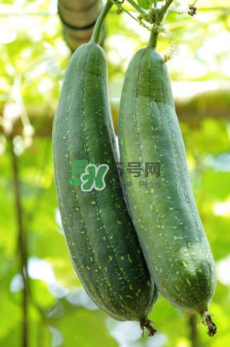 秋天吃絲瓜掉頭發(fā)嗎？秋天吃絲瓜愛掉頭發(fā)是真的嗎？
