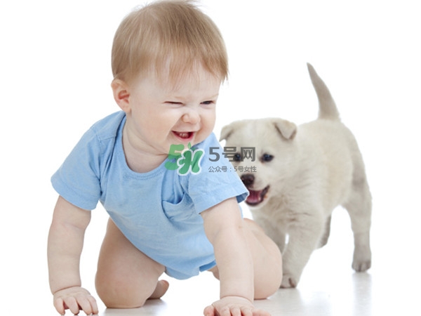 孕婦能養(yǎng)狗嗎？孕婦養(yǎng)狗注意事項(xiàng)
