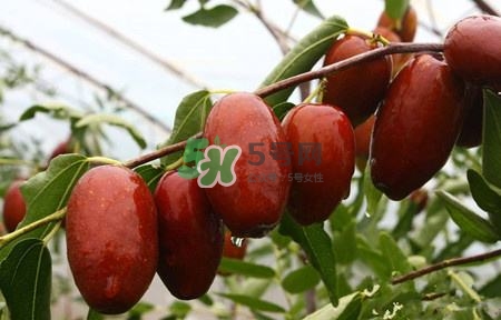 秋季吃什么水果最好？秋季常吃什么水果比較好？