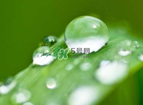 白露可以種什么菜？白露過后能種植什么蔬菜？