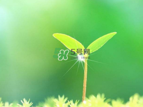白露可以種什么菜？白露過后能種植什么蔬菜？