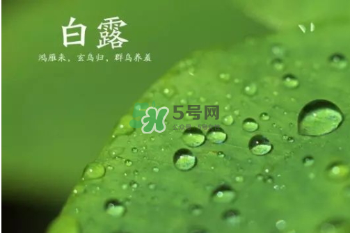 白露可以種什么菜？白露過后能種植什么蔬菜？