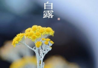 白露可以種什么菜？白露過后能種植什么蔬菜？