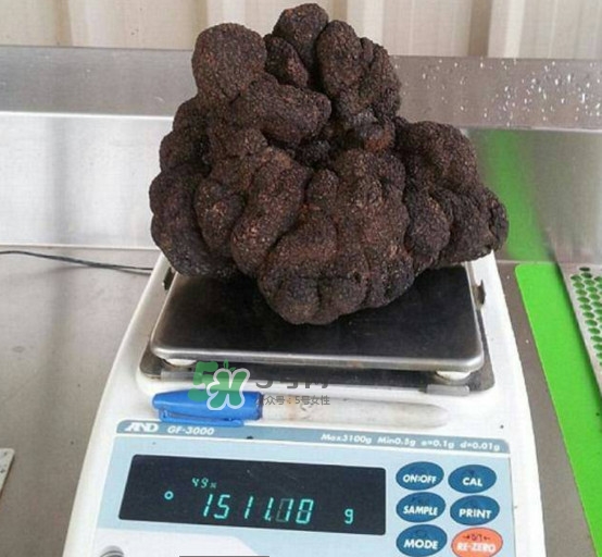 世界最大的松露是在哪個國家發(fā)現(xiàn)的？松露怎么吃