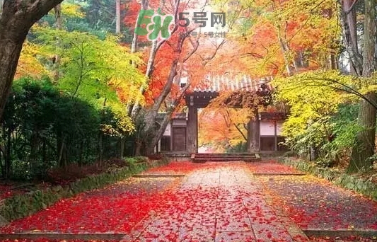 白露是寒露嗎？白露和寒露的區(qū)別