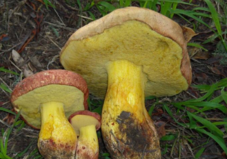 牛肝菌要泡發(fā)多久？牛肝菌怎么清洗