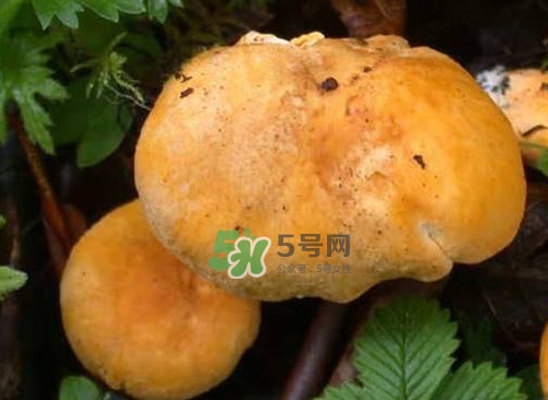 新鮮雞油菌怎么保存？干雞油菌怎么保存
