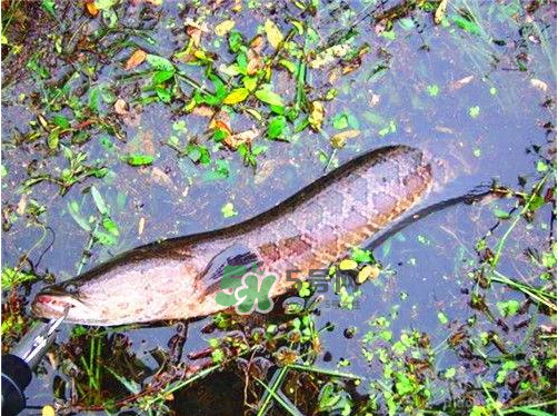 九月份可以釣黑魚嗎？9月份可以釣黑魚嗎？