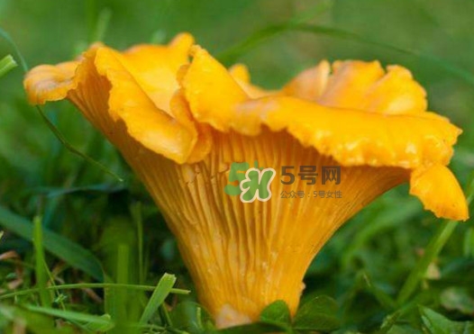 雞油菌是寒性的嗎？雞油菌是發(fā)物嗎