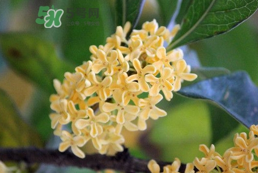 家里為什么不能種桂花？桂花為什么不能栽在家里