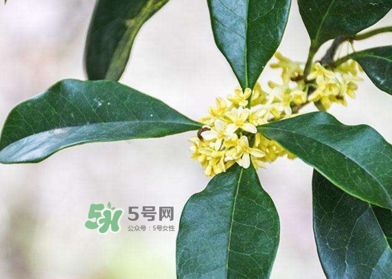 桂花樹種在院子哪里好？桂花樹種在家門口好嗎