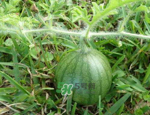 9月份可以種西瓜嗎？九月份種西瓜會(huì)結(jié)果嗎？