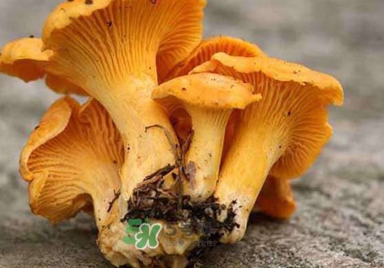 雞油菌怎么清洗？雞油菌要焯水嗎