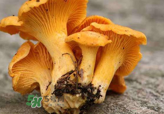雞油菌什么季節(jié)有？雞油菌什么時(shí)候采摘