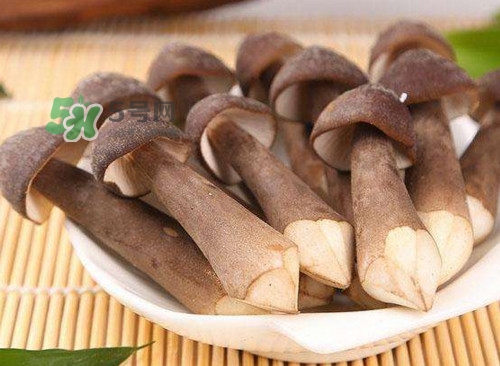 雞樅菌什么人不能吃？雞樅菌哪些人能吃