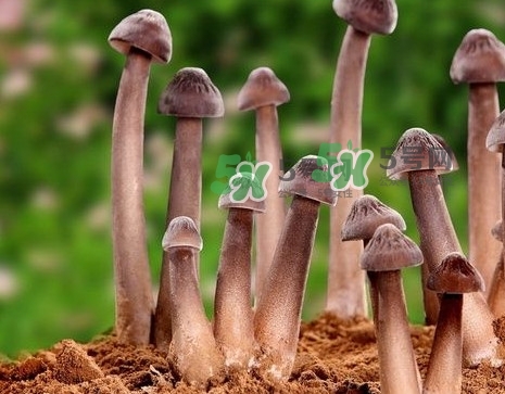 雞樅菌多少錢(qián)一斤？干雞樅菌多少錢(qián)一斤
