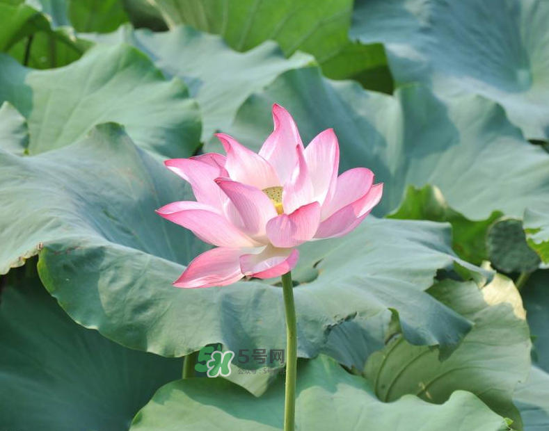 荷花桿可以吃嗎？荷花桿怎么吃？