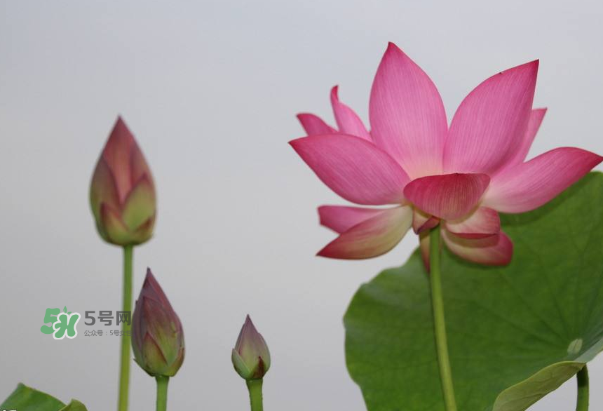 荷花桿可以吃嗎？荷花桿怎么吃？