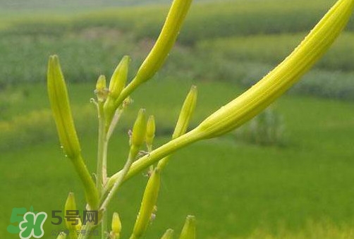 黃花菜是植物的什么部分？黃花菜要去芯嗎？