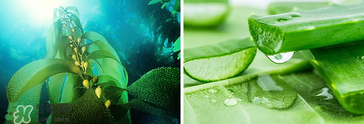 紀皙妍氣墊bb霜怎么樣？紀皙妍氣墊好不好用？