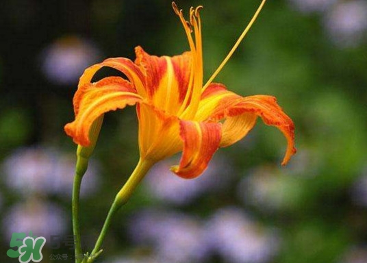 黃花菜開花了還能吃嗎？開花的黃花菜可以吃嗎