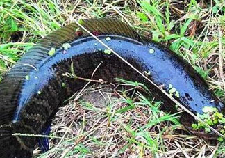 九月份可以釣黑魚嗎？9月份可以釣黑魚嗎？