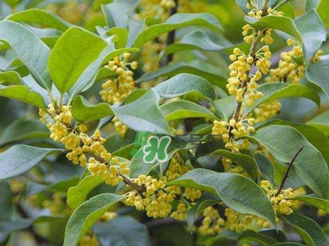 桂花樹種在院子哪里好？桂花樹種在家門口好嗎