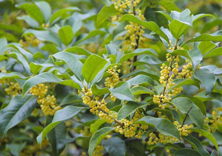 桂花樹(shù)種在院子哪里好？桂花樹(shù)種在家門(mén)口好嗎