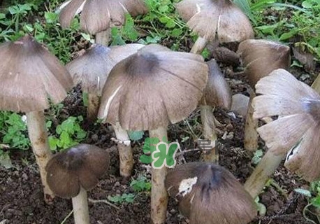 雞樅菌什么人不能吃？雞樅菌哪些人能吃