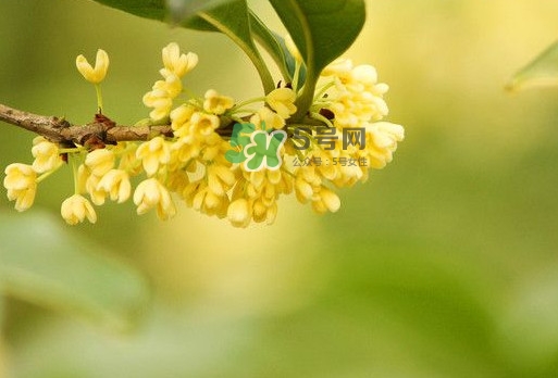 家里為什么不能種桂花？桂花為什么不能栽在家里
