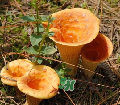 雞油菌怎么做好吃？雞油菌怎么吃