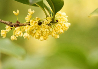 家里為什么不能種桂花？桂花為什么不能栽在家里