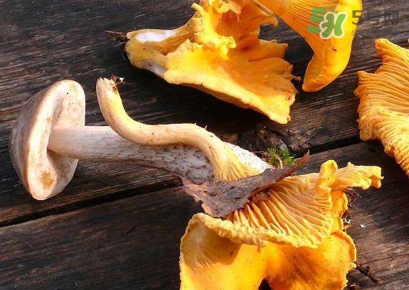 雞油菌什么季節(jié)有？雞油菌什么時(shí)候采摘
