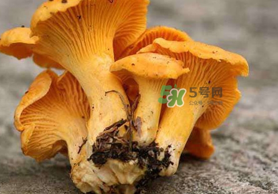 雞油菌孕婦能吃嗎？孕婦可以吃雞油菌嗎