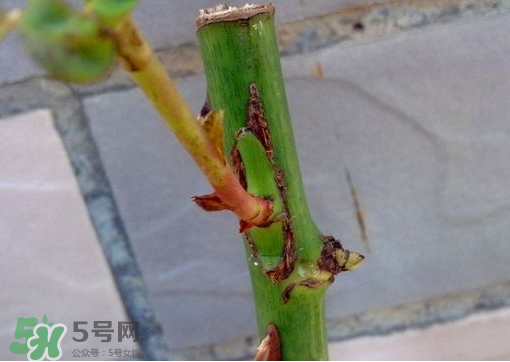 九月份能嫁接樹嗎？九月份怎么嫁接樹？