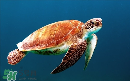 甲魚湯是涼性的嗎？甲魚湯的禁忌人群