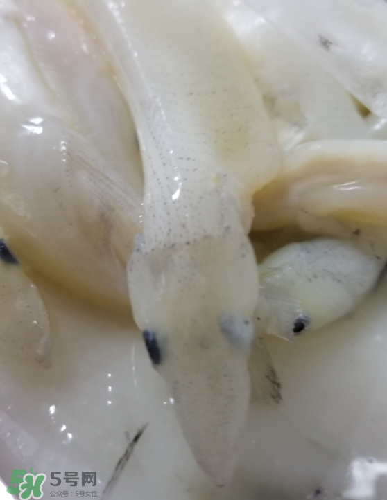 銀魚怎么保存？銀魚可以放在冰箱冷凍保存嗎？
