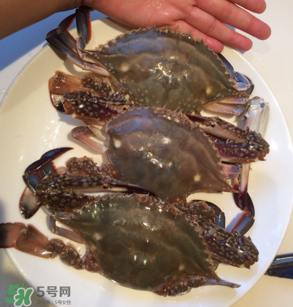 梭子蟹是海里的嗎？梭子蟹是螃蟹嗎？
