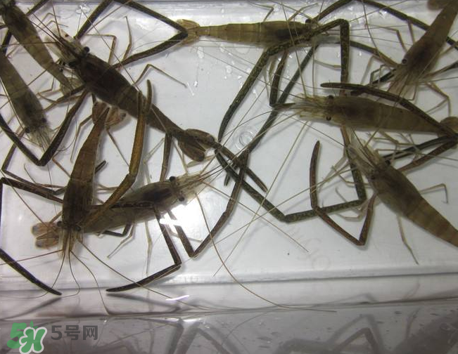 河蝦是發(fā)物嗎？河蝦是不是發(fā)物？