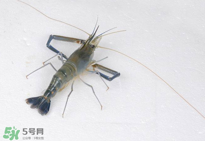 河蝦是酸性還是堿性？河蝦是涼性還是熱性？