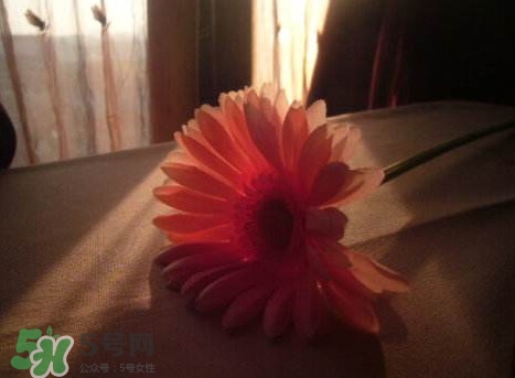塑料花友誼是什么意思？塑料花友誼怎么來的