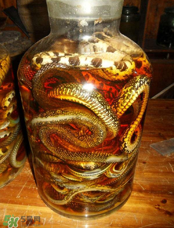 毒蛇泡酒多久才能喝？毒蛇泡酒多久才會死？